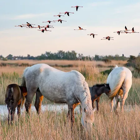 La Du Sud, Camargue Villa *